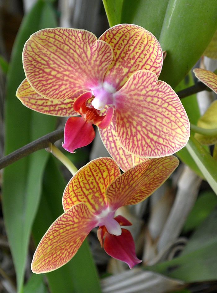orchid25Nov3.jpg