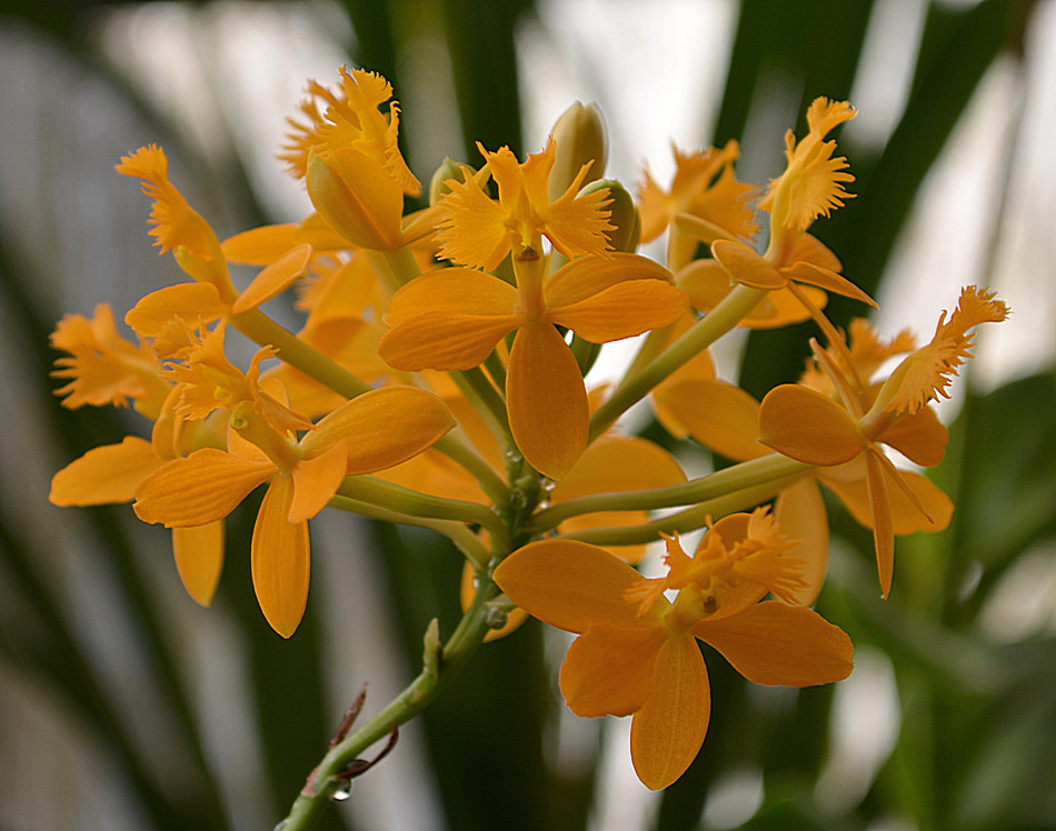orchid25Nov4.jpg