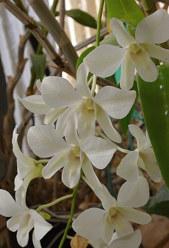 orchid25Nov5.jpg