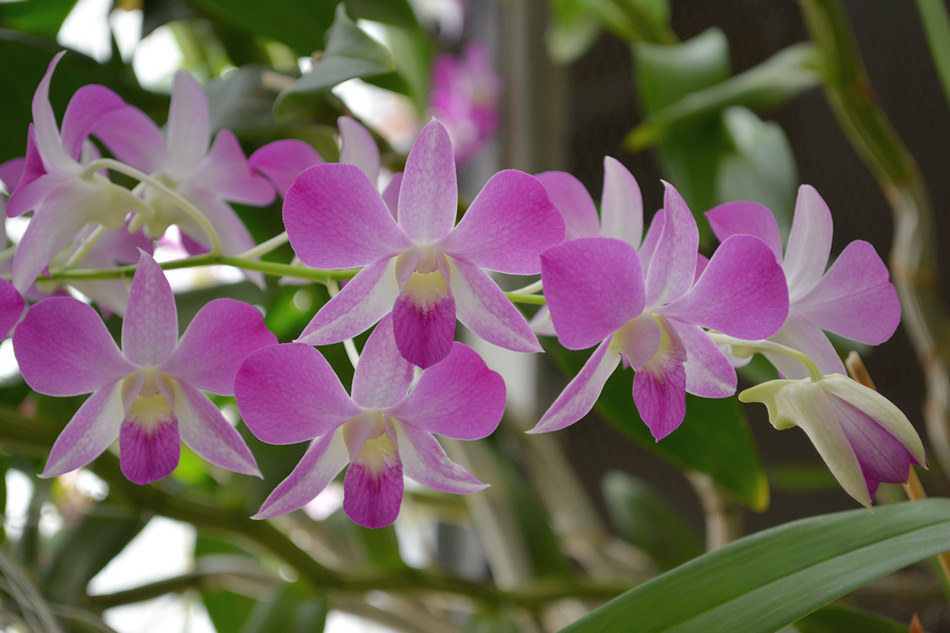 orchid25Nov6.jpg