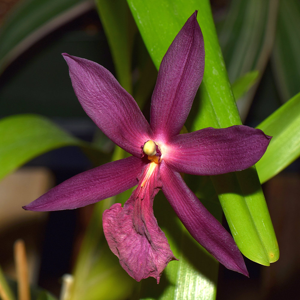 Orchid3.jpg
