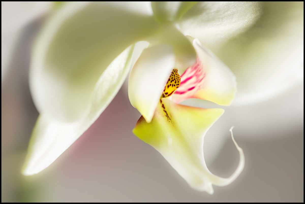 orchidee.jpg