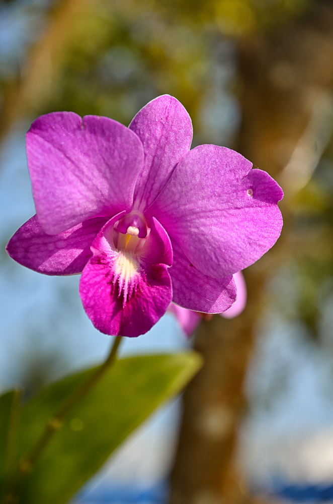 orchideelilia-1.jpg