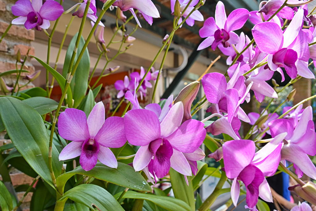 orchideen-1.jpg