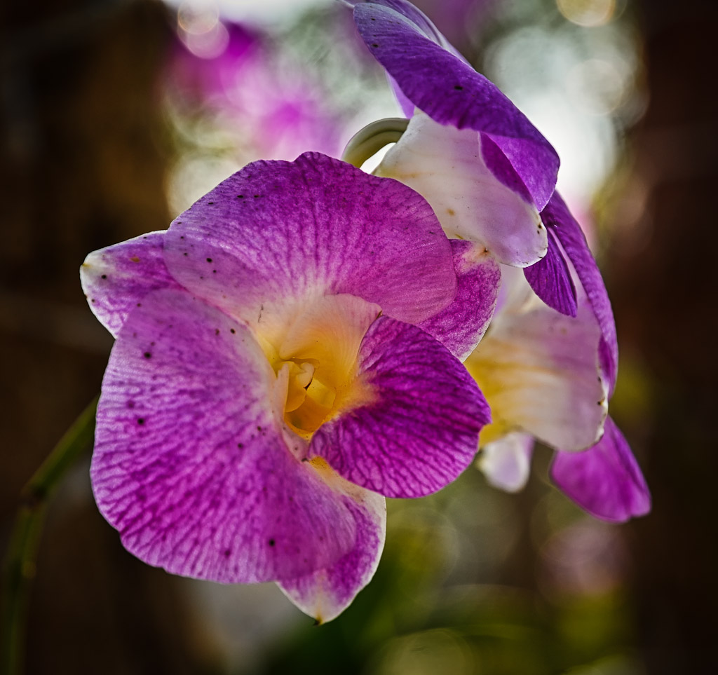 orchidpurple-1.jpg