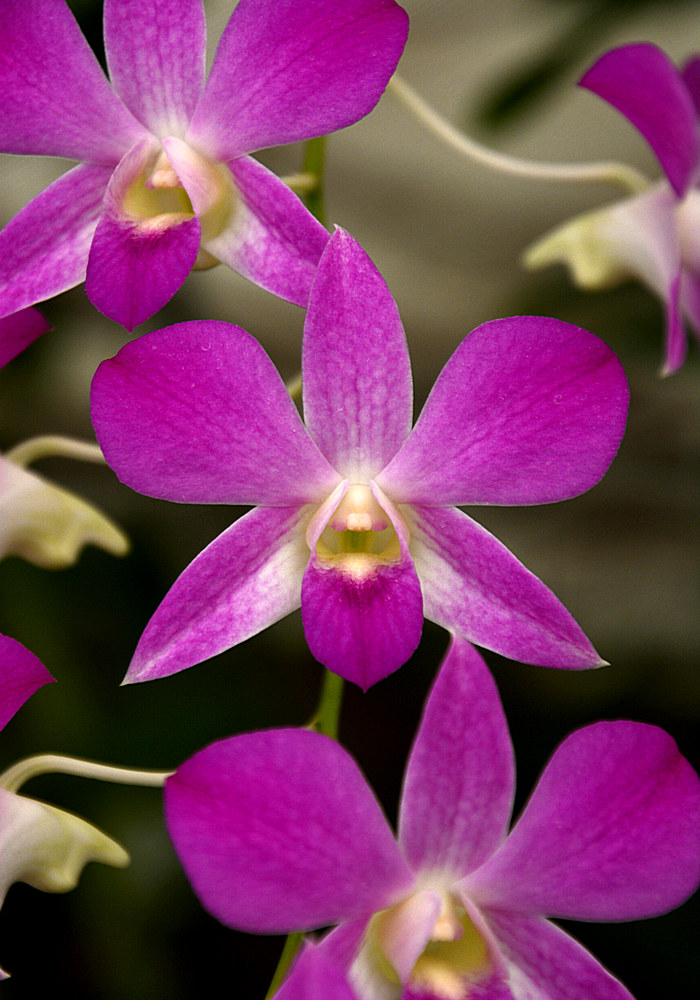 Orchids.jpg