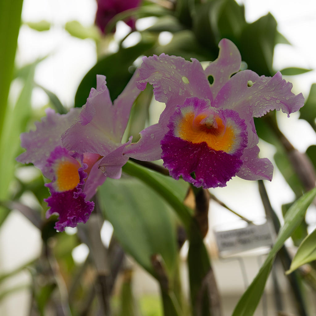 Orchids.jpg