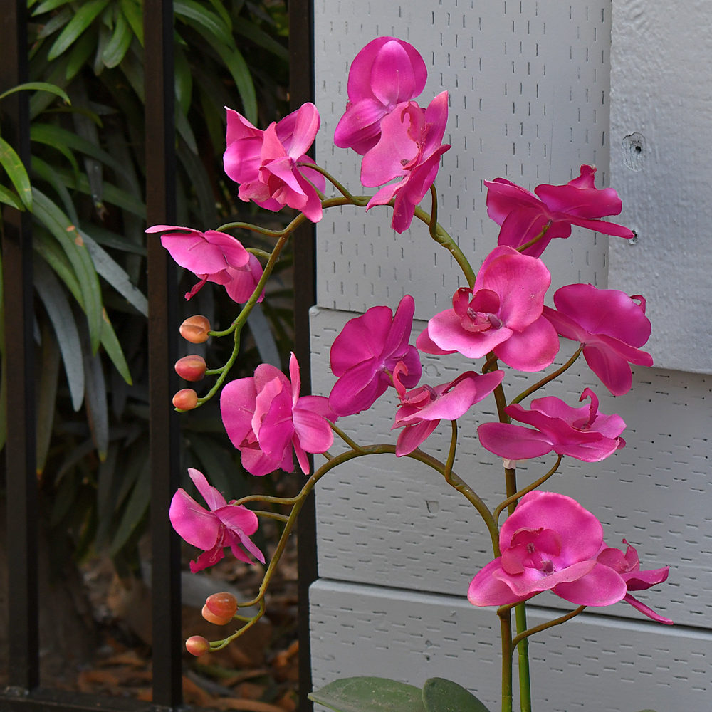 Orchids.jpg