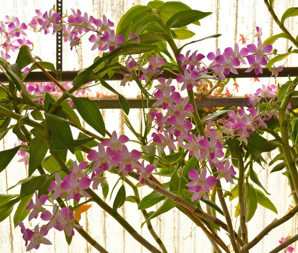 Orchids.jpg