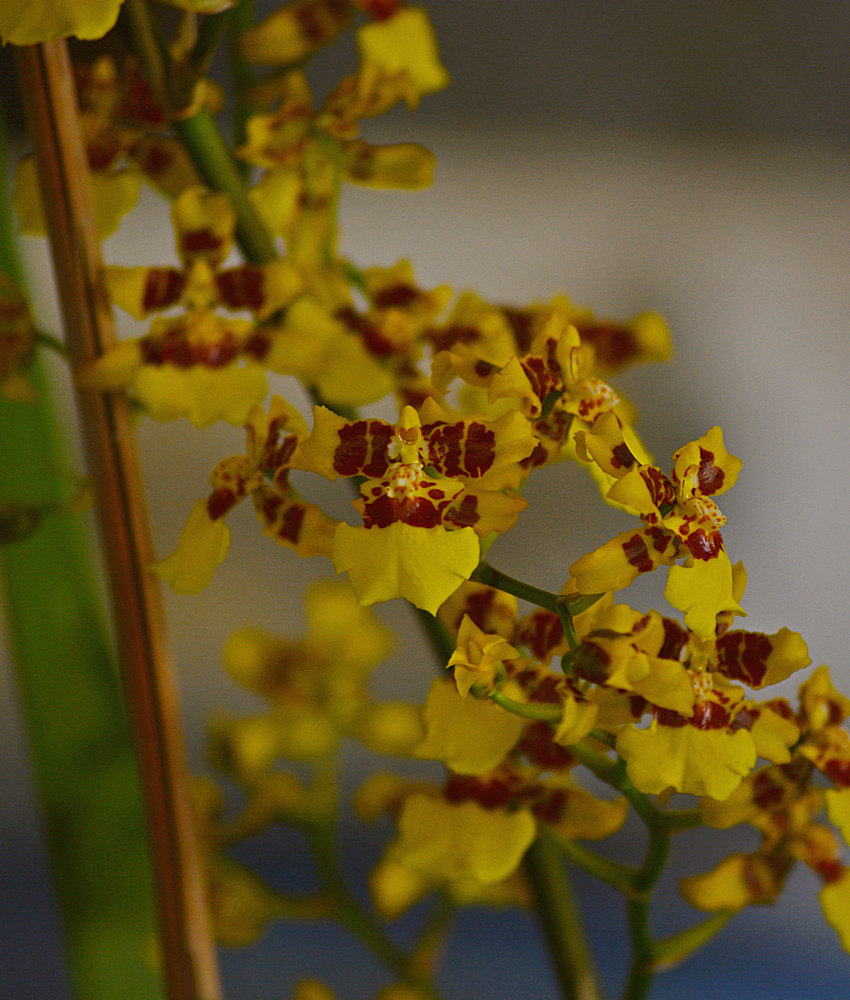 Orchids.jpg