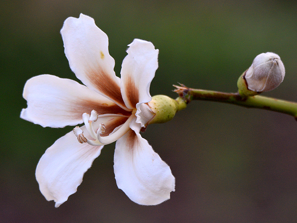OrchidTree.jpg