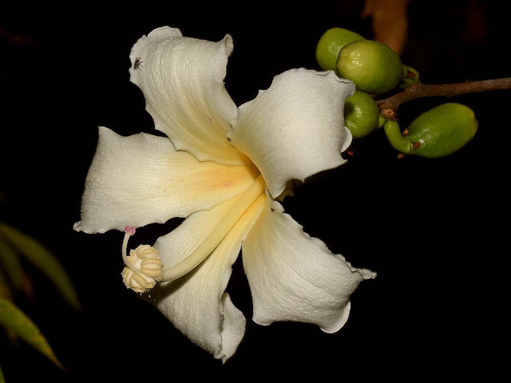 OrchidTree.jpg