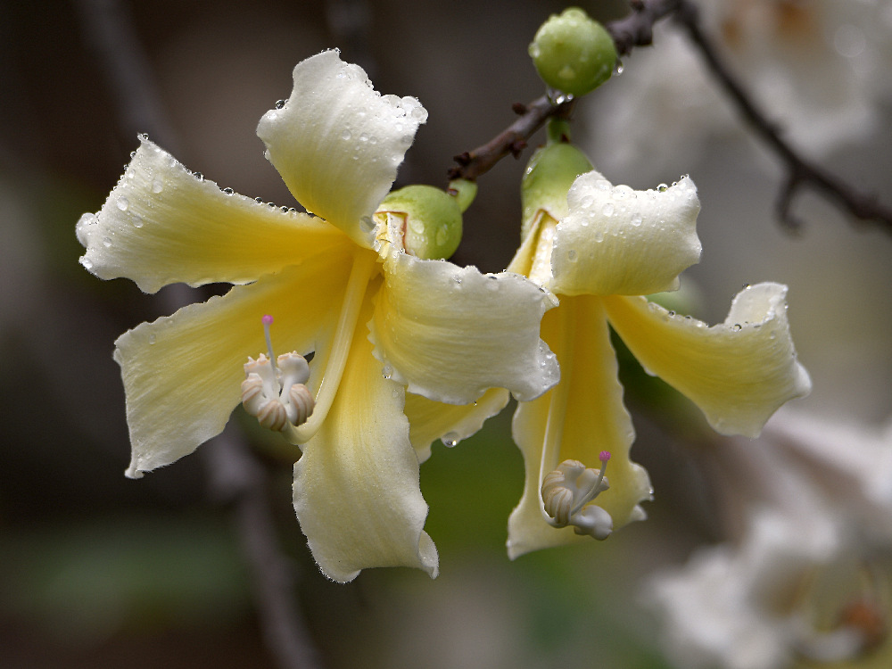 OrchidTree.jpg