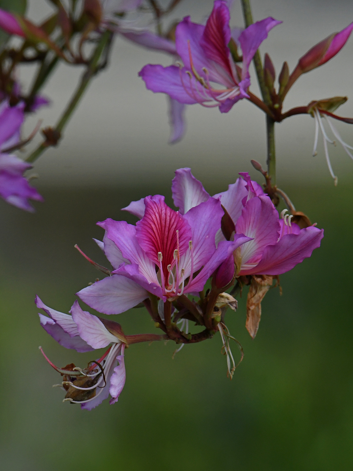OrchidTree3.jpg