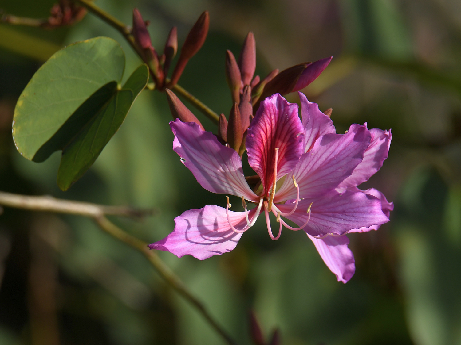OrchidTree4.jpg
