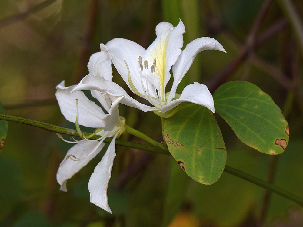OrchidTree_2015-05-10.jpg