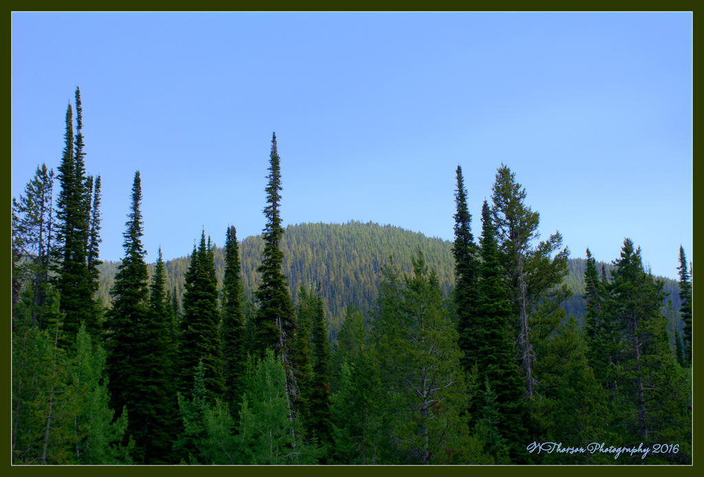 Oregon Trail Canyon Road #2 7-3-2016.jpg