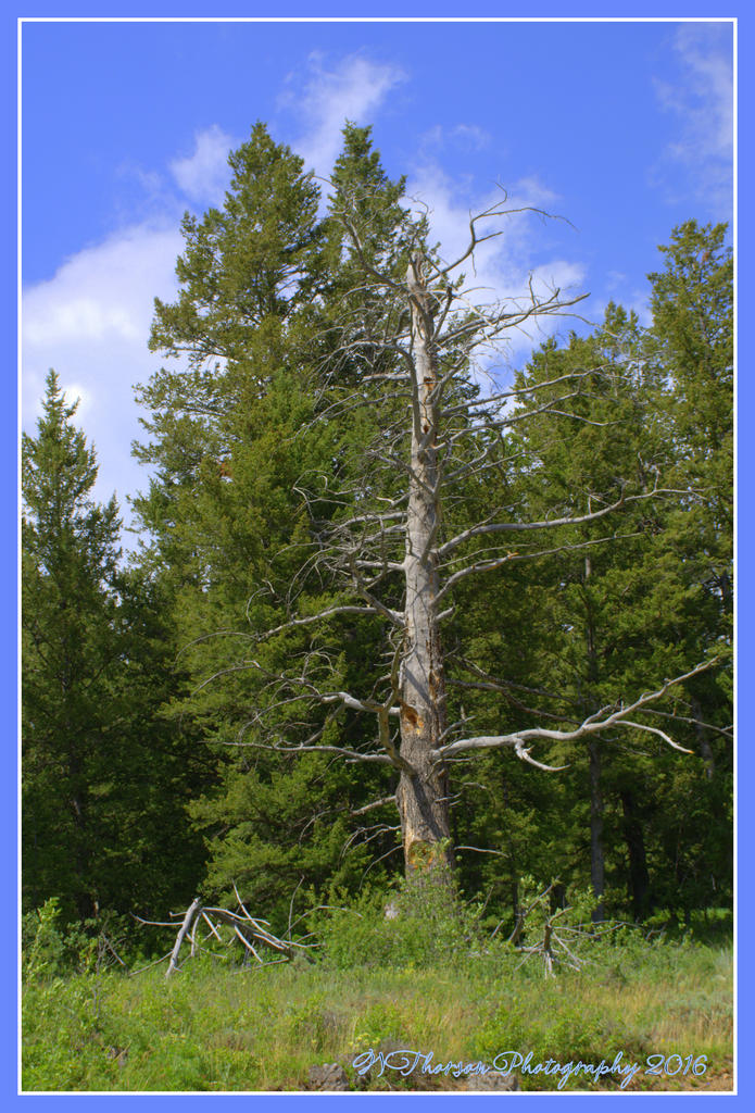 Oregon Trail Canyon Road #4  7-3-2016.jpg