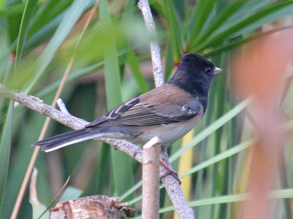 OregonJunco.jpg