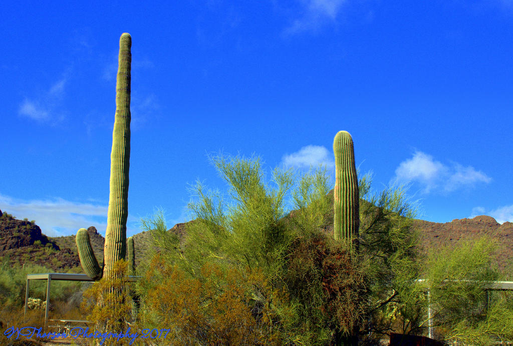 Organ Pipe Cactus National Monument #1 1-1-2017.jpg