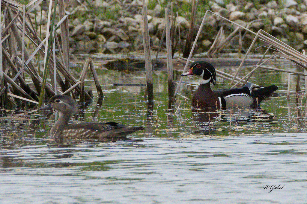 Original wood ducks sm.jpg