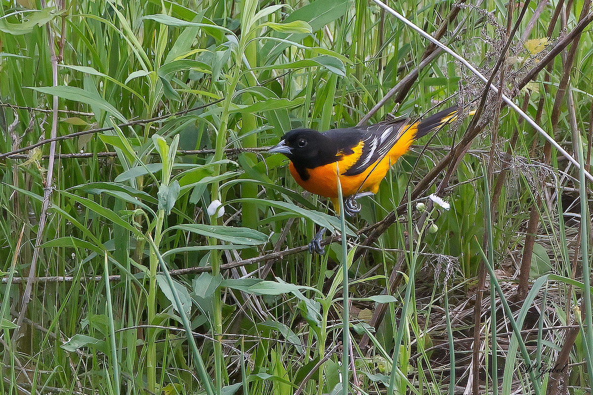 Oriole at Latort sm.jpg