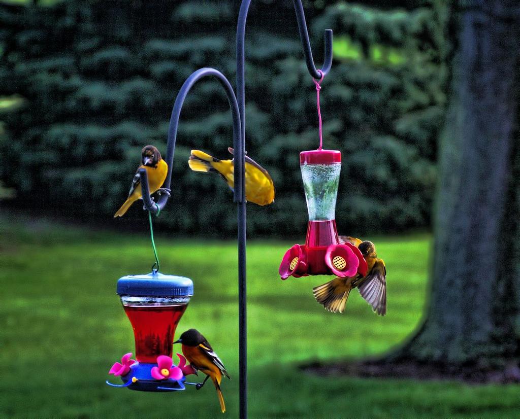 oriole humming birds.jpg