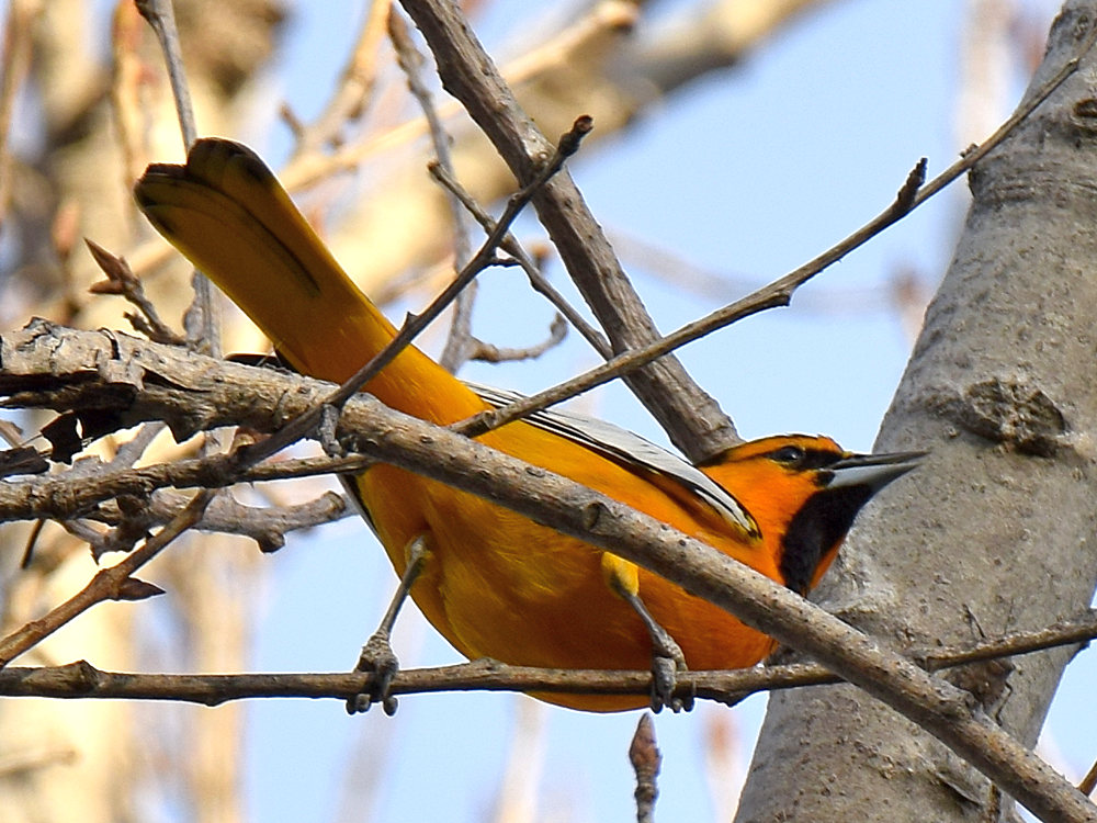 Oriole.jpg