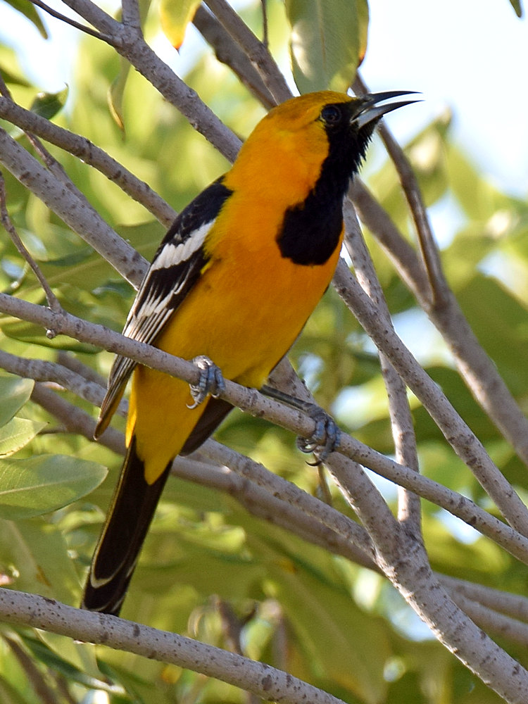 Oriole.jpg