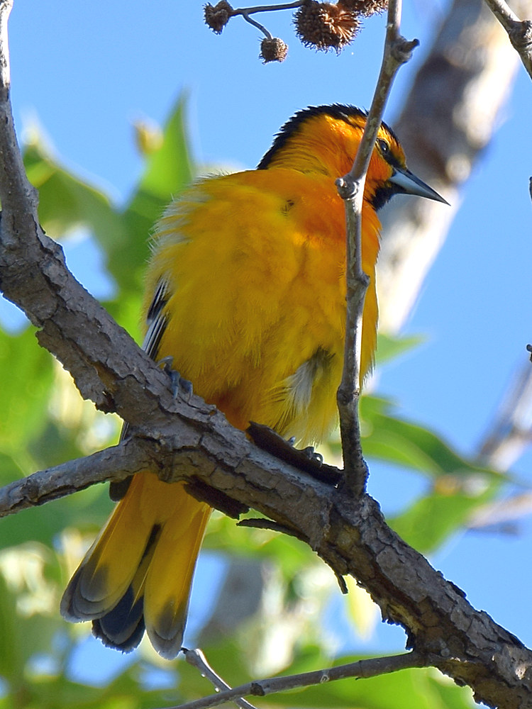Oriole.jpg