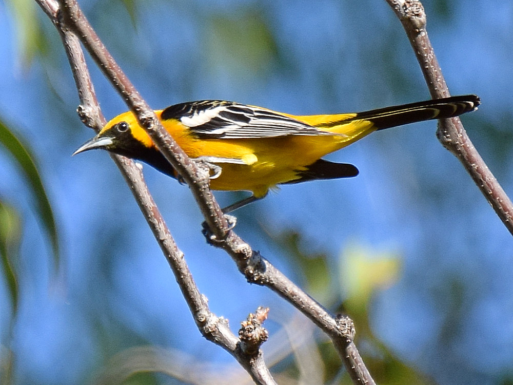 Oriole.jpg