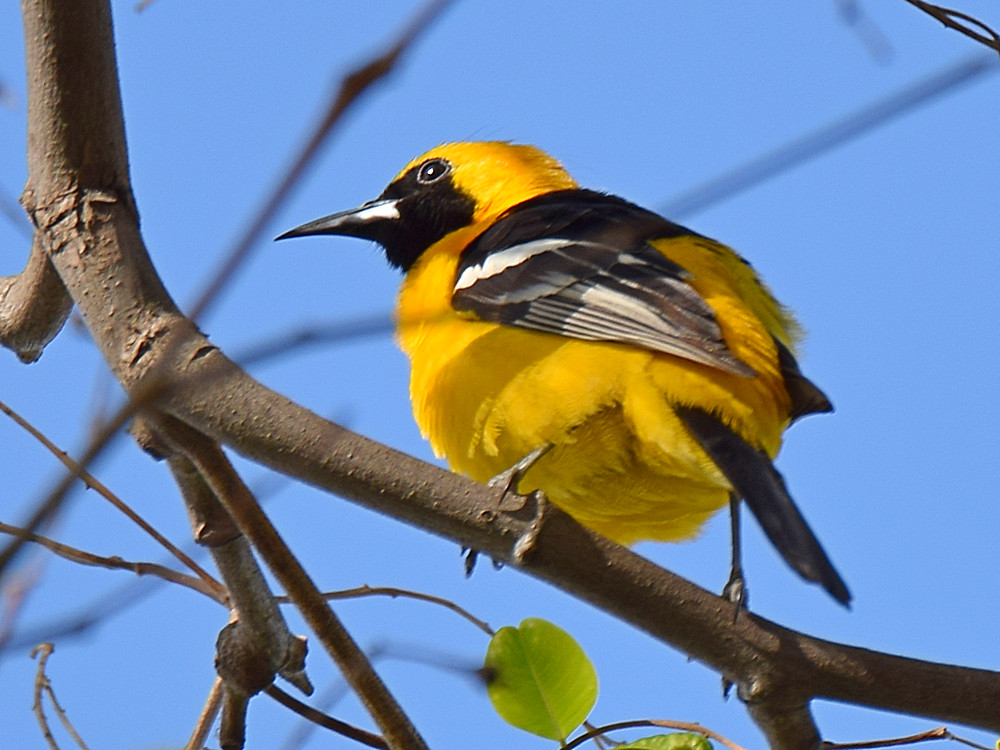 Oriole.jpg