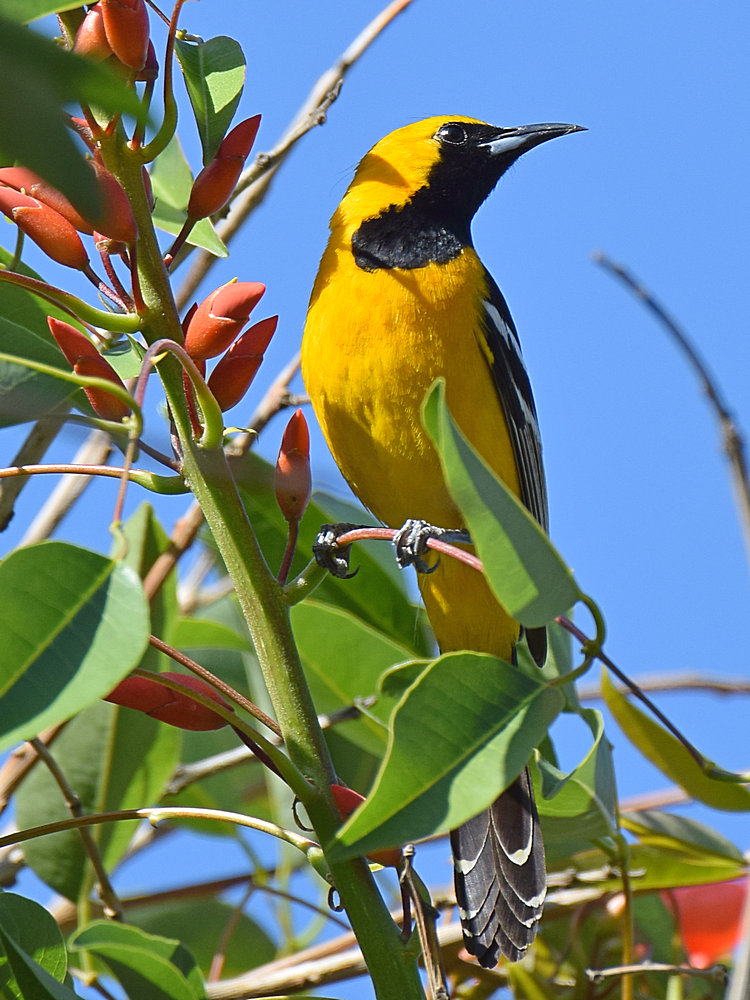 Oriole.jpg