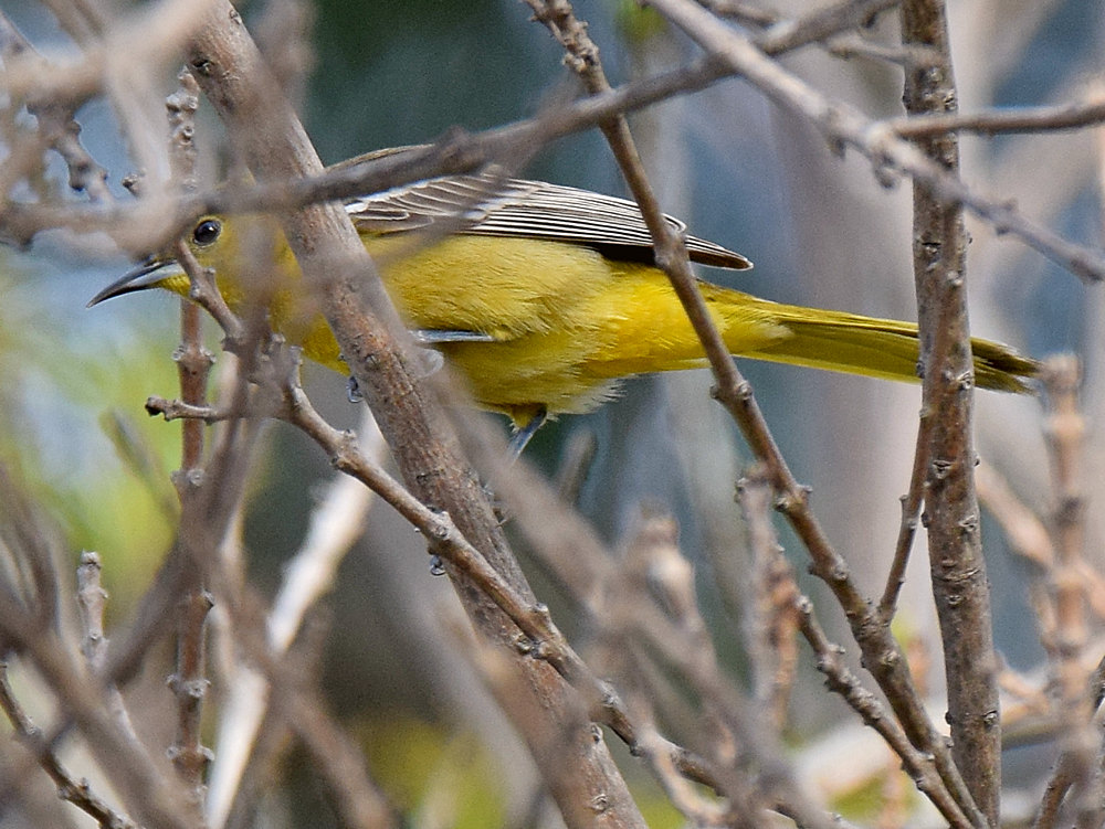 Oriole.jpg