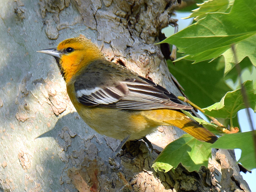 Oriole.jpg