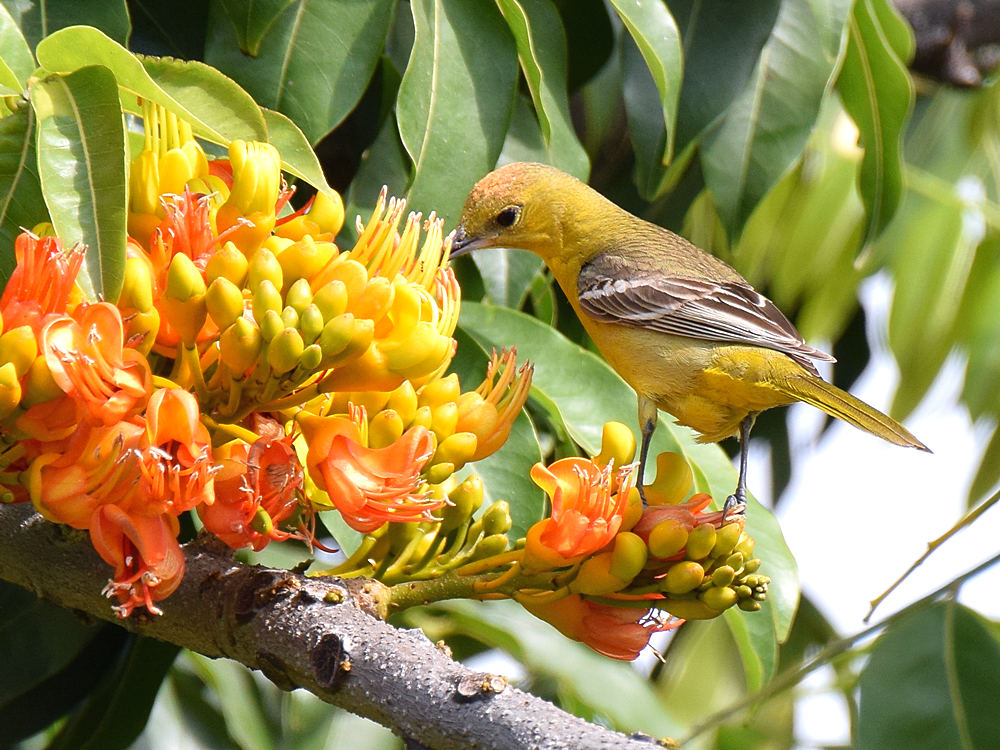 Oriole.jpg