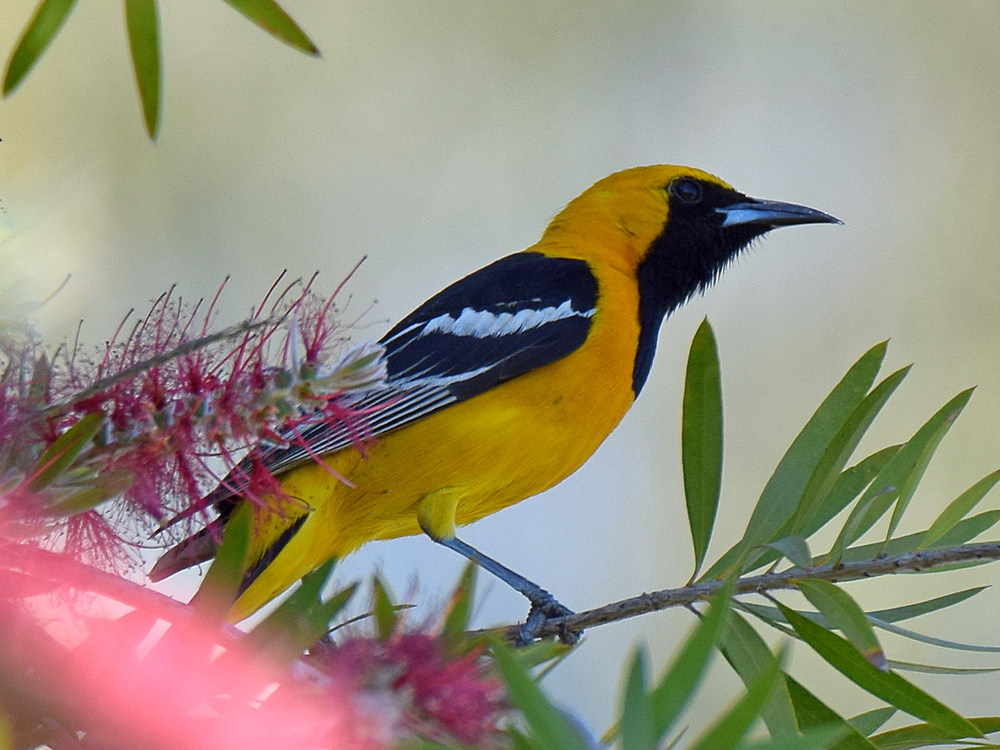 Oriole.jpg