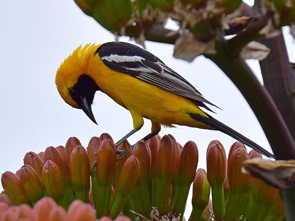 Oriole.jpg