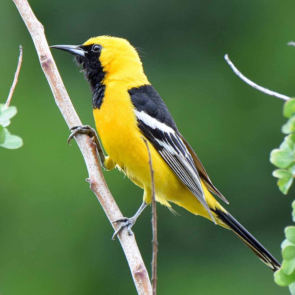 Oriole.jpg