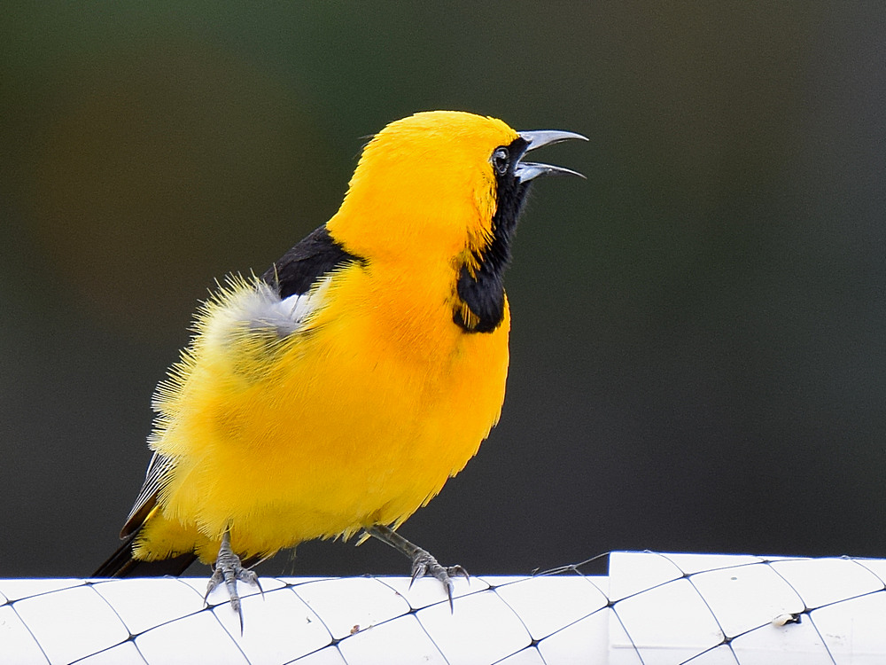 Oriole.jpg