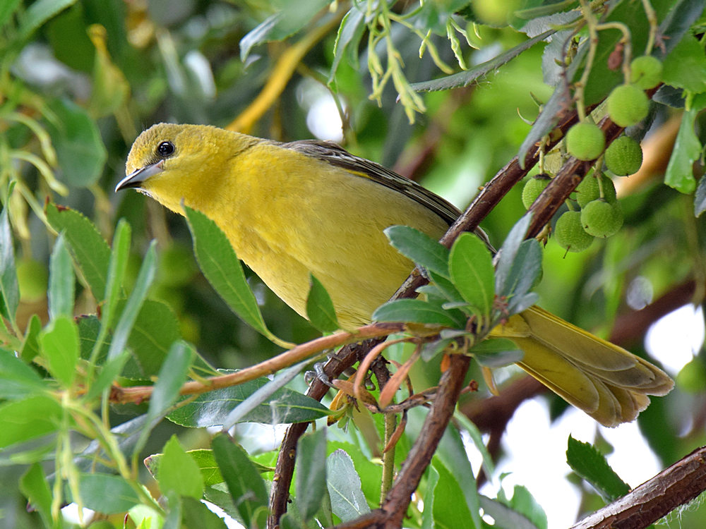 Oriole.jpg