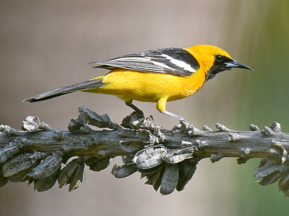 Oriole.jpg