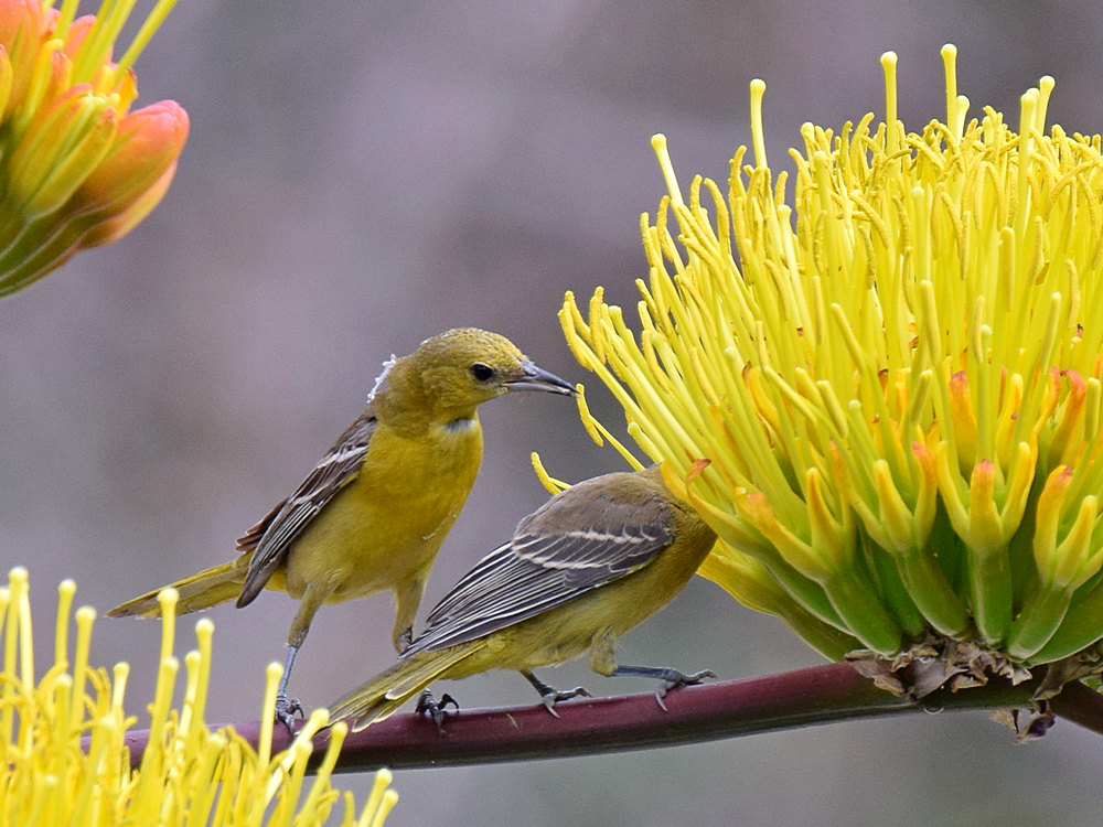 Oriole.jpg