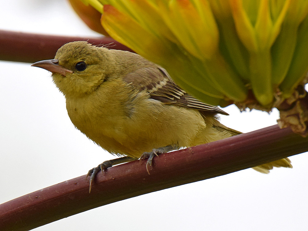 Oriole.jpg