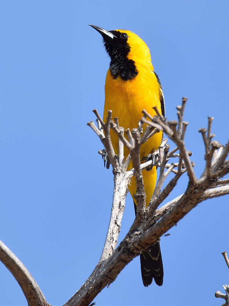 Oriole.jpg