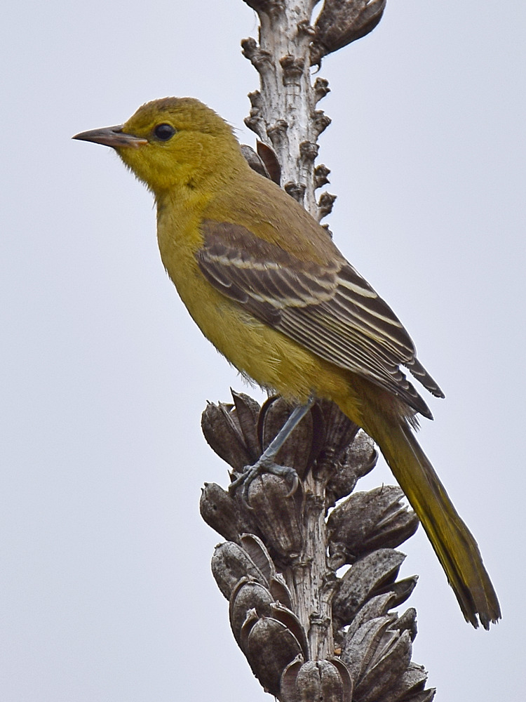 Oriole.jpg