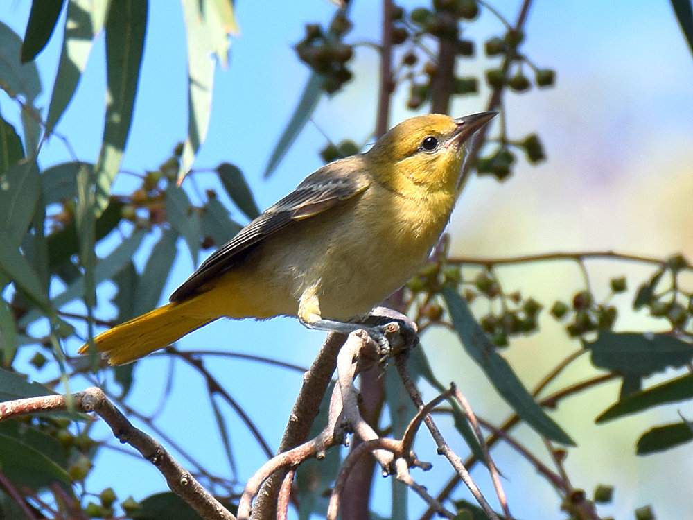 Oriole.jpg