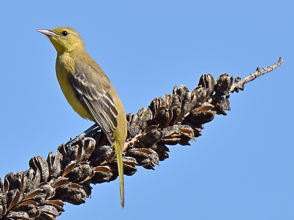 Oriole.jpg