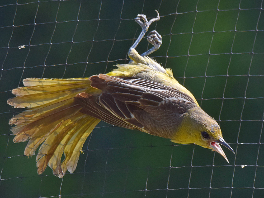 Oriole.jpg