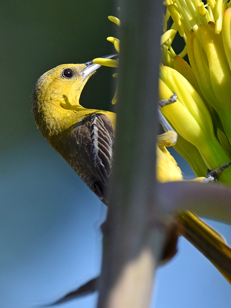 Oriole.jpg